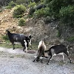 Les De Melody Prázdninový dům Santa-Maria-Poggio (Corsica)