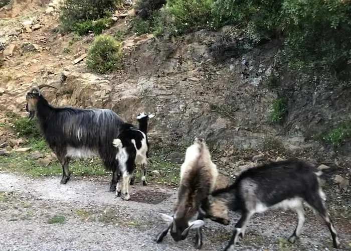 Les De Melody Nyaraló Santa-Maria-Poggio